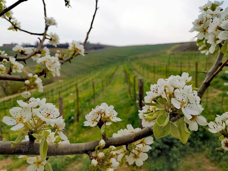 Cascina Valtignosa Camere Con Vigna Cassine Екстер'єр фото