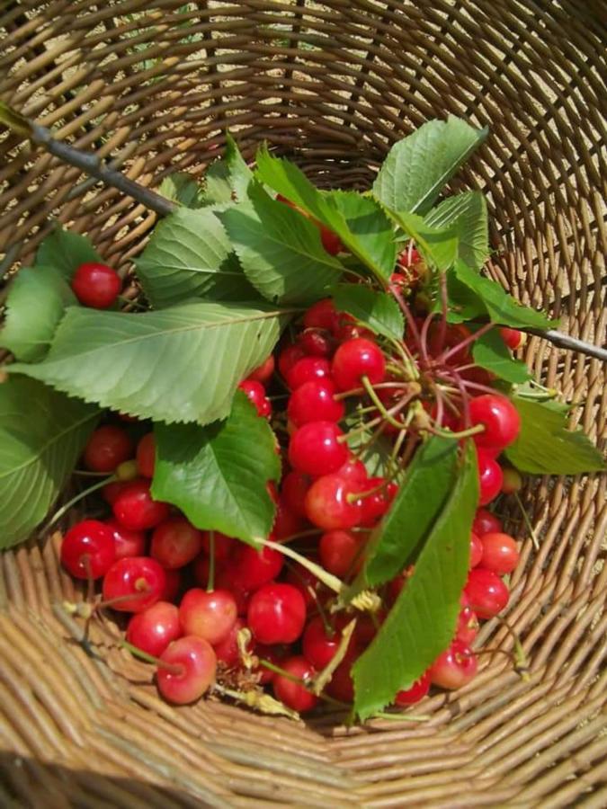 Cascina Valtignosa Camere Con Vigna Cassine Екстер'єр фото