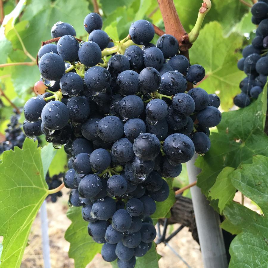 Cascina Valtignosa Camere Con Vigna Cassine Екстер'єр фото